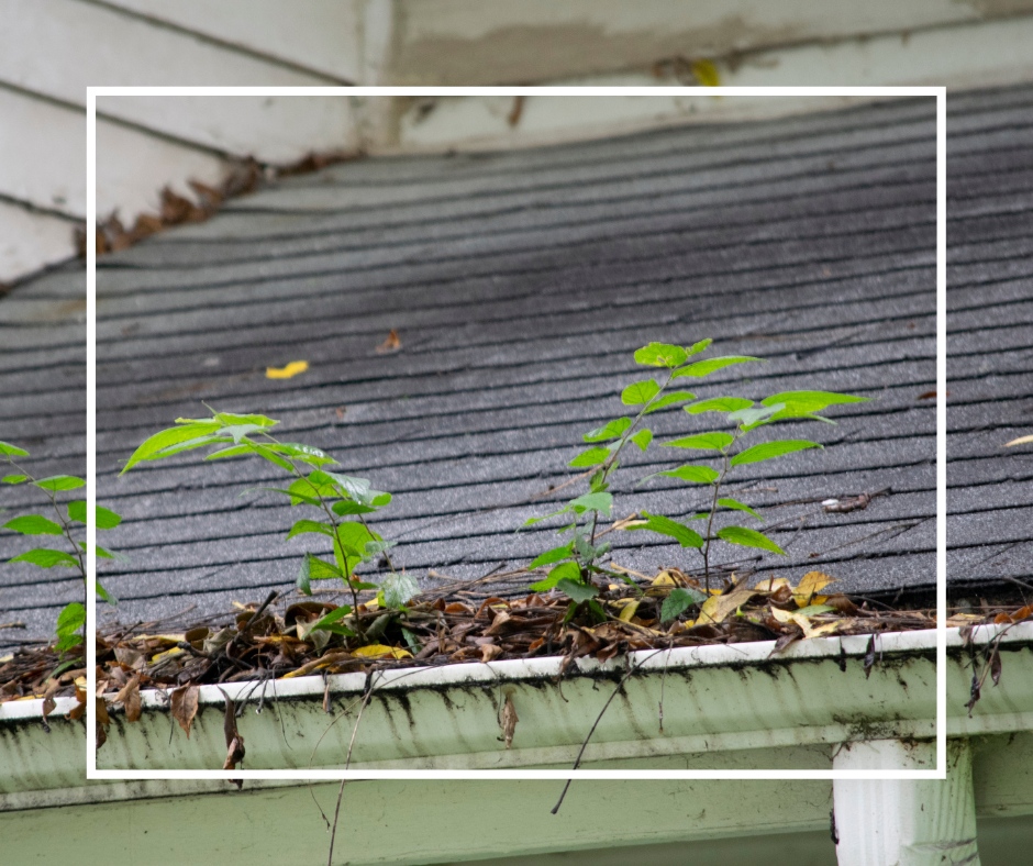JAEARoofs's tweet photo. One of the most frequent gutter problems comes from clogging. The gutter fixtures tend to fill up with leaves, debris, and dirt. Those block the water from moving through the pipes. Over time, the water starts to pour over the edge of the gutter. If left unchecked, the water ... https://t.co/7BcXxF2ihU