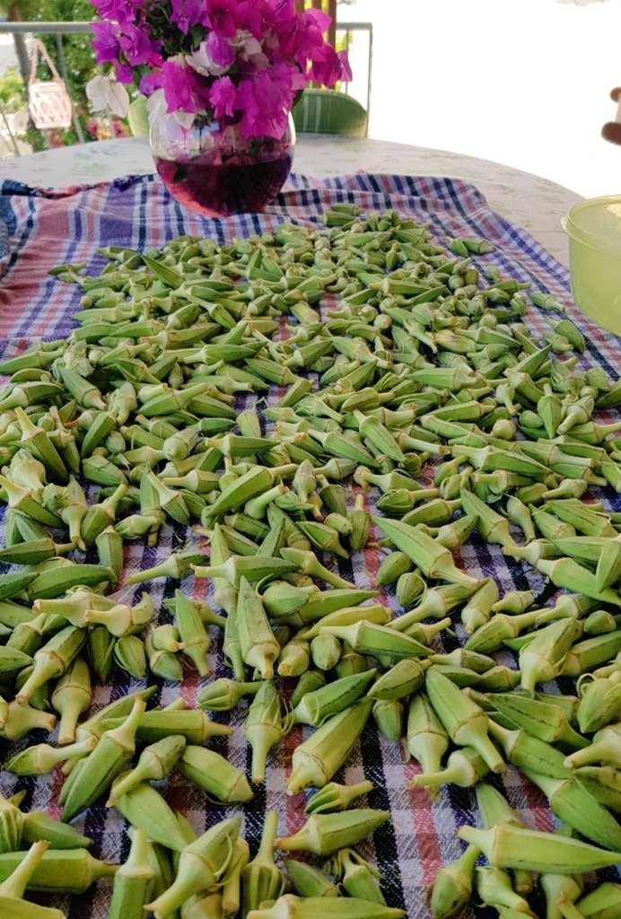 skongur's tweet photo. Bodrum bamyası candır 🤗
Celine's Kitchen
Turkish 🇹🇷/Aegean: Bamya/Okra
#celineskitchen #bamya #okra #bodrum #turkishcuisine #aegeancuisine https://t.co/bjr9A4jCKH