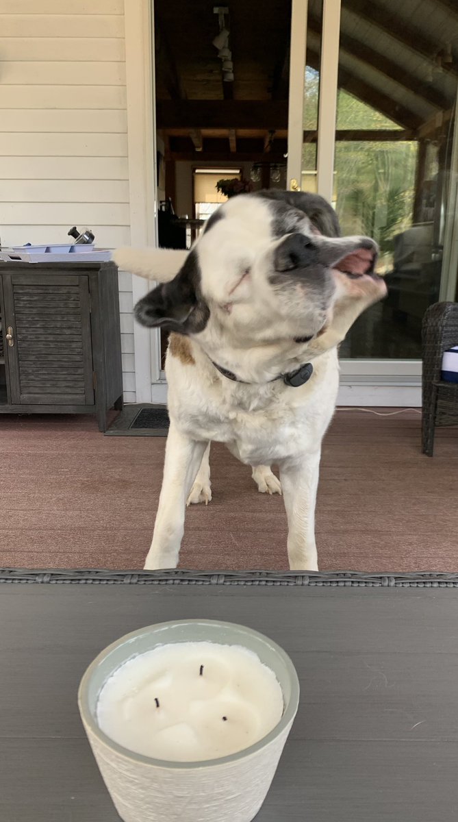 grahamo21mixo's tweet photo. Some St. Bernard slobber for your motha #murrayman https://t.co/Vcaym9NhtA