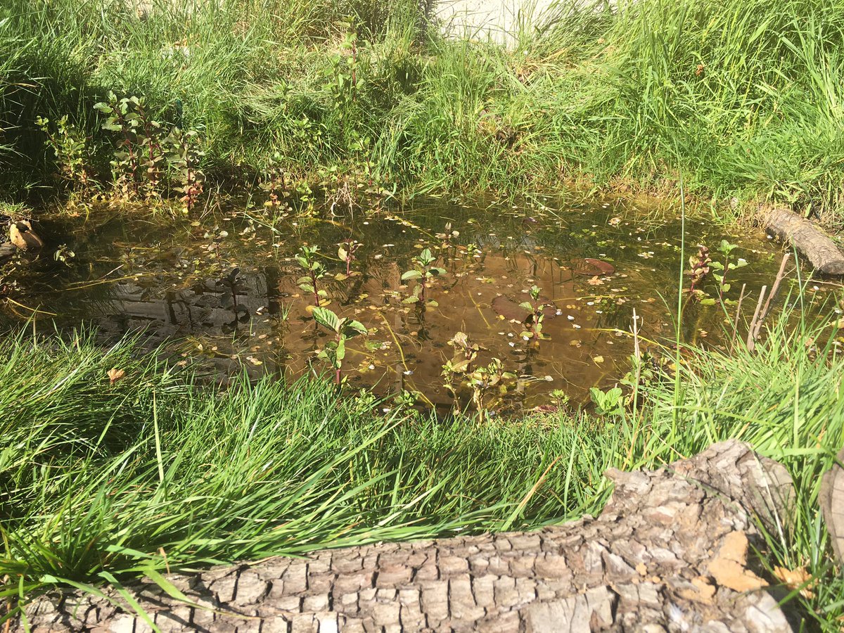 JoFreeRangePlay's tweet photo. Today I have planted pumpkin seeds, planted out some 9 star perennial broccoli and some perennial kale &amp; spotted 2 newts in the nature pond #forestgarden #permaculture #CropsNotShops hope tomorrow is as productive https://t.co/e1YrlIyqim