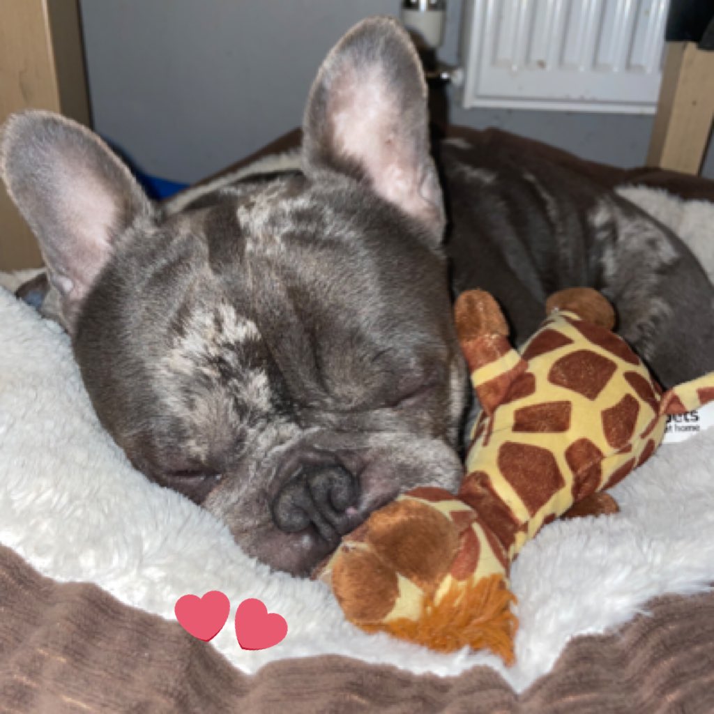 BabyBoyNoNameY1's tweet photo. #NewProfilePic #myfavtoy #giraffe #suckles #bestie #snoozing #dogs 😍🐾🦒 https://t.co/5chAcQLJlX