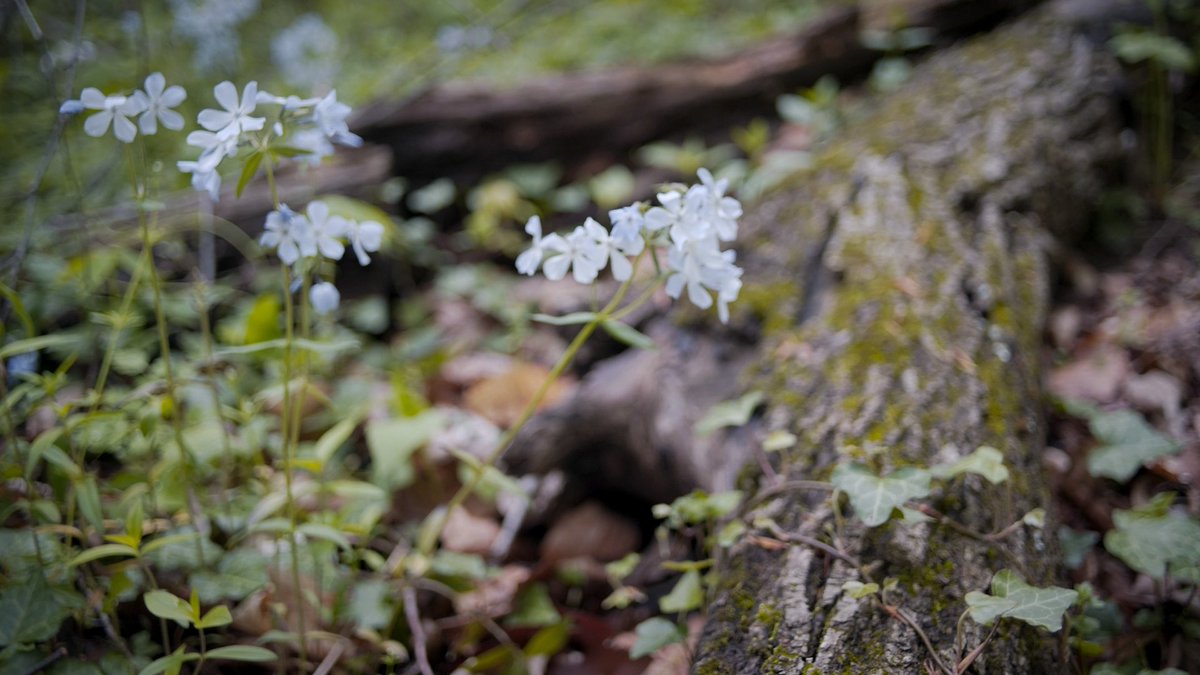 edshank3's tweet photo. Had a rare chance to make art for art’s sake today. #NaturePhotography https://t.co/mZrqhZPvJ9