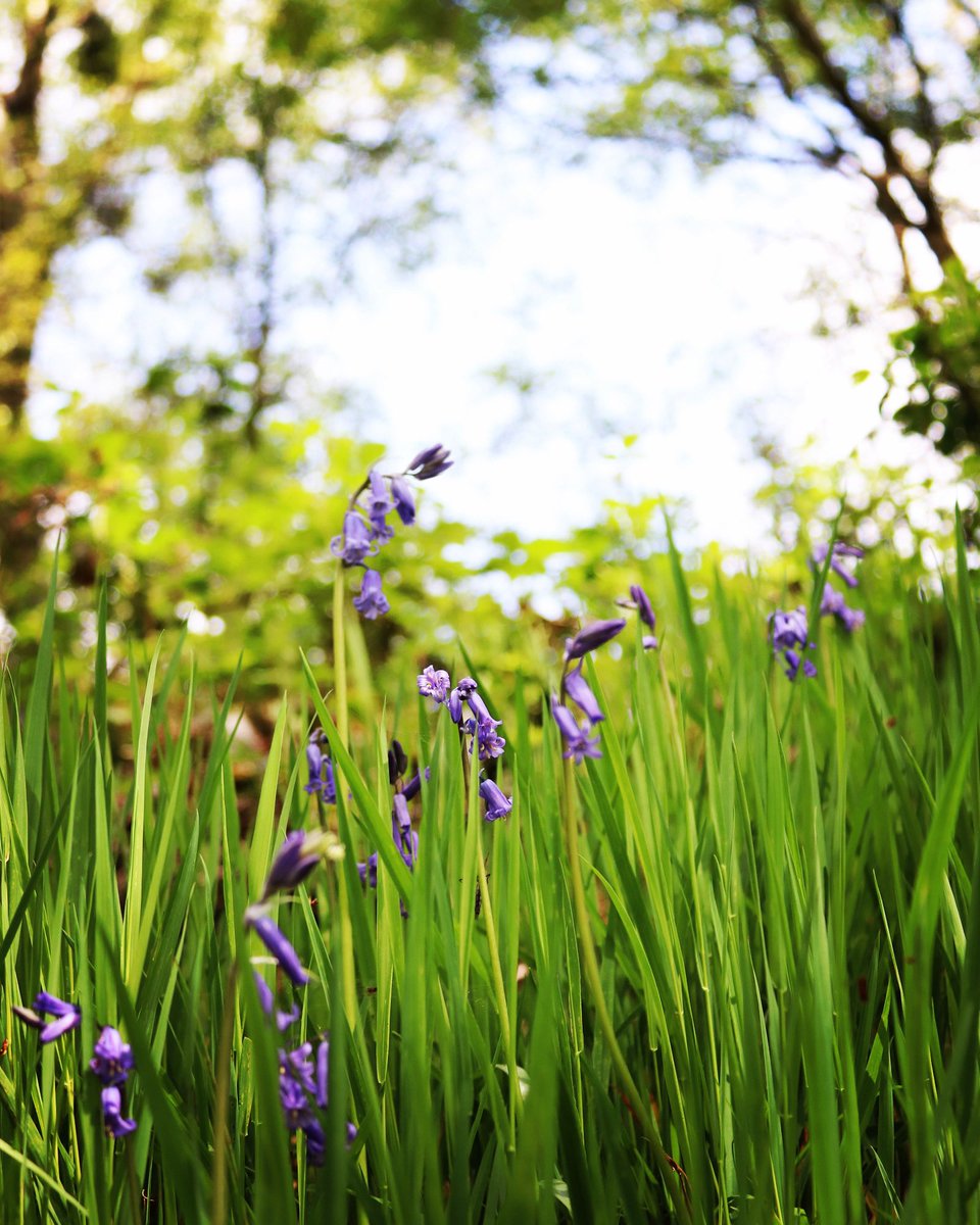 EGPhotography7's tweet photo. Beaut of a walk round @STWTittesworth 
#Bluebells #canon #canonphotography #Staffordshire #enjoystaffs @ThePhotoHour https://t.co/cfnnfxBauz