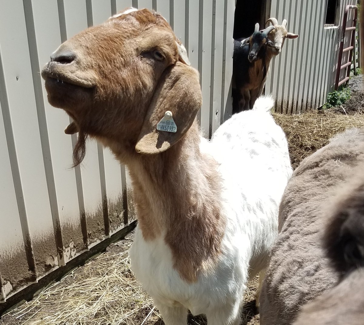 BeccaBesser's tweet photo. Some of our goats:
#goats #minigoats #boergoat https://t.co/IGxf3iTlEd
