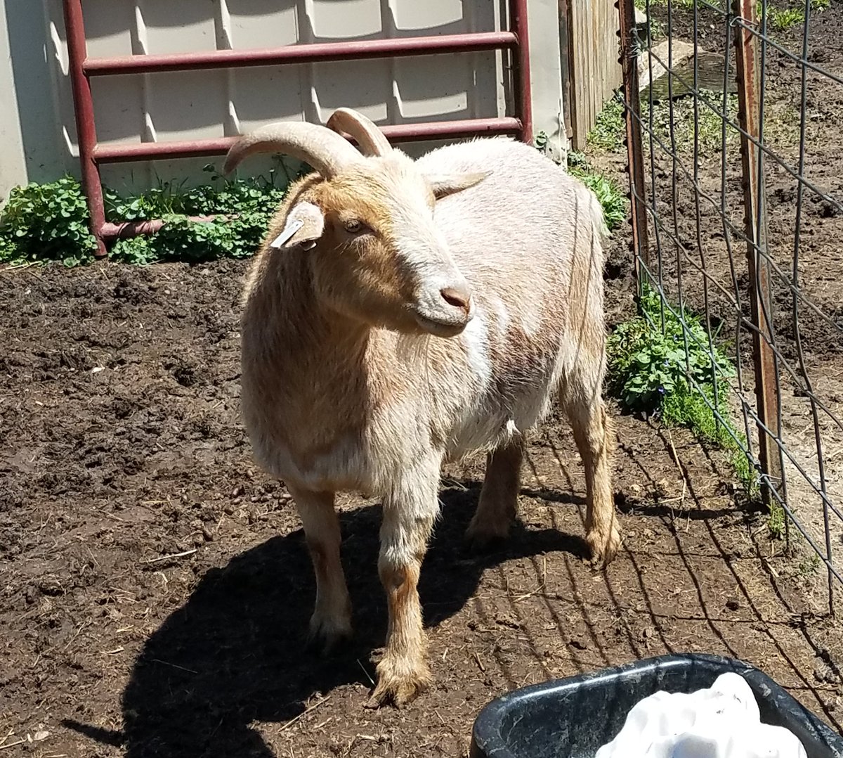 BeccaBesser's tweet photo. Some of our goats:
#goats #minigoats #boergoat https://t.co/IGxf3iTlEd