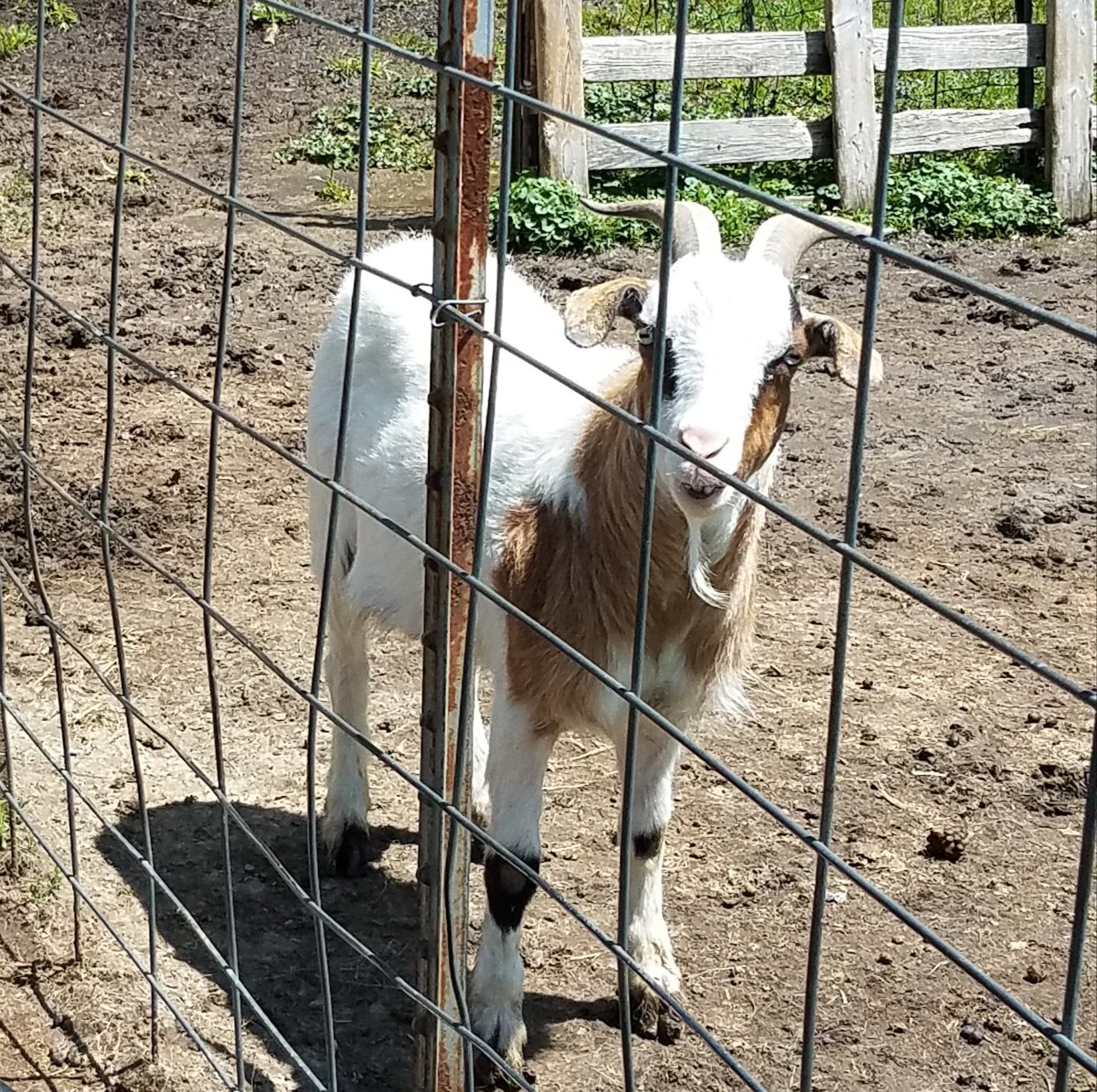 BeccaBesser's tweet photo. Some of our goats:
#goats #minigoats #boergoat https://t.co/IGxf3iTlEd