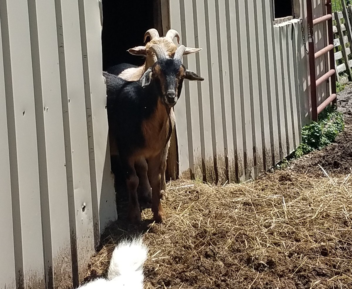BeccaBesser's tweet photo. Some of our goats:
#goats #minigoats #boergoat https://t.co/IGxf3iTlEd