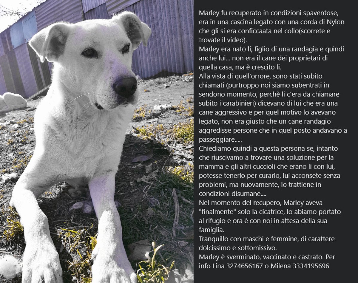 unonlus's tweet photo. #Marley 3 anni incrocio #labrador. #Maremmano. Bello come il #sole. Si #affida dopo prassi di preaffido. Sì trova in #Campania ma arriva al centro nord con #staffetta autorizzata x inf Lina 3274656167
#adotta #adozionecai #dogsoftwitter https://t.co/YoJYRxDs0d