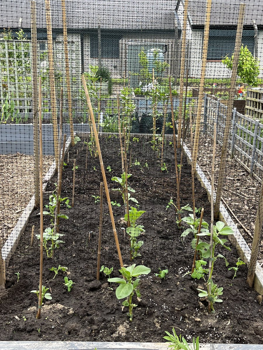 Peas and beans are coming on nicely