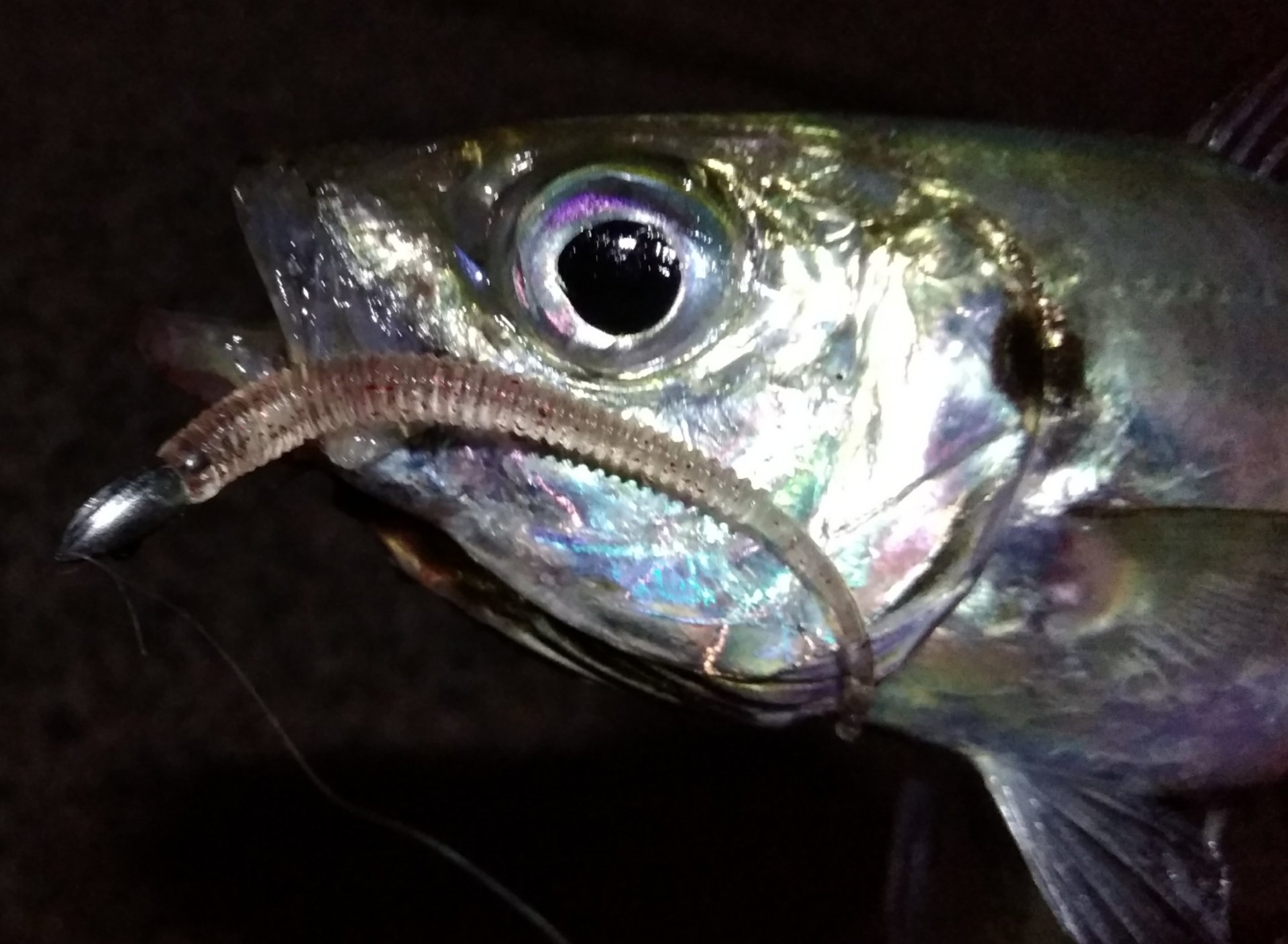 がんばろう糸魚川 Twitter Search Twitter