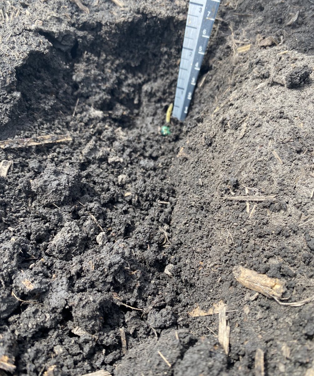 Fleet70's tweet photo. First Western IL corn plot planted on April 15th. 20 days old, 114 GDU’s, and 1” sprout. Not off to a good start. Uneven and cold. Best corn could be planted this week, with 200 GDU’s expected in next 10 days. ##dynagro #nutrien #loveland https://t.co/Ql82Xl6wCx