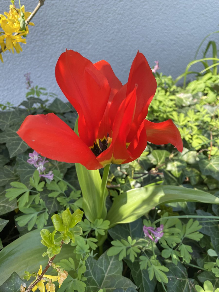 dog_noze's tweet photo. @FlowerGirlsNFT Happy #mothersday to all the beautiful and wonderful moms and stepmoms out there, we couldn’t do it without your love ❤️!!! @FlowerGirlsNFT https://t.co/Dqa2FyLt99