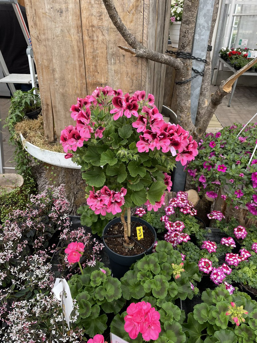 nobledrops_io's tweet photo. Happy Mother’s Day! What present did you make to your mother? Some nice NFTs or are you more conservative? https://t.co/s0KMy74S2w