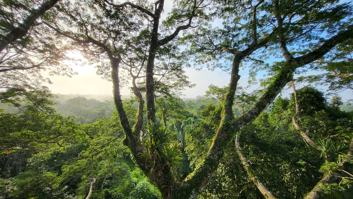 AlexPinturault's tweet photo. L'Amazonie 😍🌱 #AmazingLandscape #NatureLover #Amazone #Equateur #Exploring https://t.co/qacUxhQBPj