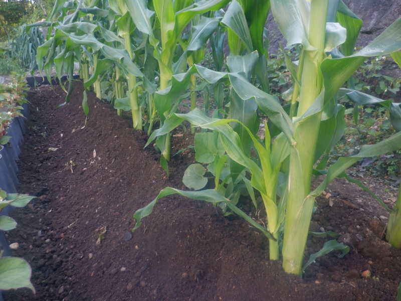 うさ トウモロコシ スイートコーン 失敗しない栽培レッスン 野菜 サカタのタネ 家庭菜園 園芸情報サイト 園芸通信 T Co Behtpx5cua Twitter