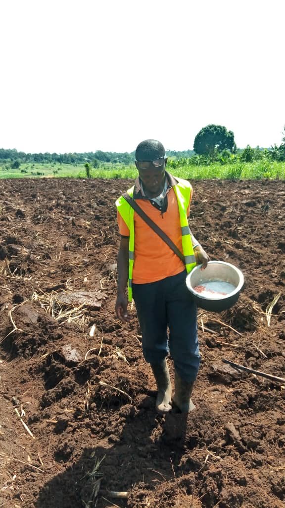 hugs_charity's tweet photo. 3 months ago we helped purchase 2 acres of land adjacent to St Francis de Sales School to grow food and provide an income. Sebastian, the school director plants beans by hand. Thanks to all. #foodforafrica #ugandaschools https://t.co/tCk3ZbjmrI