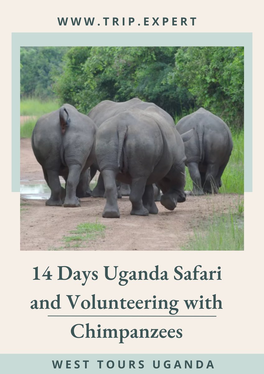 www_trip_expert's tweet photo. Ending the weekend and our current journey in #Uganda with the ultimate #safari experience thank to @westoursuganda - 14 days safari and #volunteering with #chimpanzees

An incredible #trip to national parks, #gorilla #trekking, and much more! 

https://t.co/EaB3CTI9IP

#Africa https://t.co/UkFh9KqqjQ