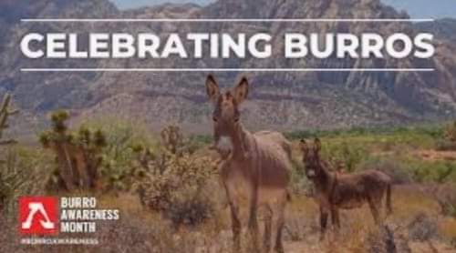 CyndyFetty's tweet photo. ~ May is #BurroAwarenessMonth , spotlighting these gentle creatures that roam wild on our public lands. They belong to us and deserve to be protected. #departmentofinterior : We are looking at you. ~ 🐾 https://t.co/LL1YNKWl6j