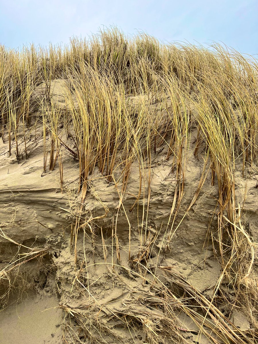 🚨 paper alert 🚨 Very happy (and proud) to present you my first #publication on the study of soil-vegetation interactions in #coastal #erosion processes - for strengthening #nature-based solutions in #coastalprotection 🥳🌱 @GuteKueste ➡️ authors.elsevier.com/sd/article/S09…