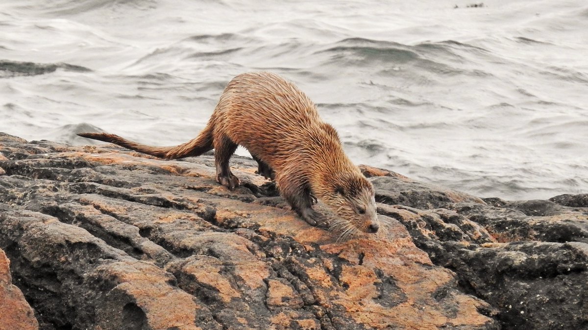 barrabirder's tweet photo. Otter from our lounge today. They're easy to see around Barra in winter but harder in summer when the island is busy and the days are long. Early mornings and late evenings offer the best chance of seeing one in the coming months. https://t.co/UBGP1FVuC5