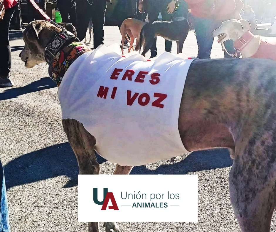 UnionAnimales's tweet photo. #UnionporlosAnimales PRESENTA SUS ALEGACIONES A LA #LeydeProteccionAnimal CON EL APOYO DE 364 ENTIDADES ANIMALISTAS 👉https://t.co/2nnJB9HclT https://t.co/5DLxskdDpS