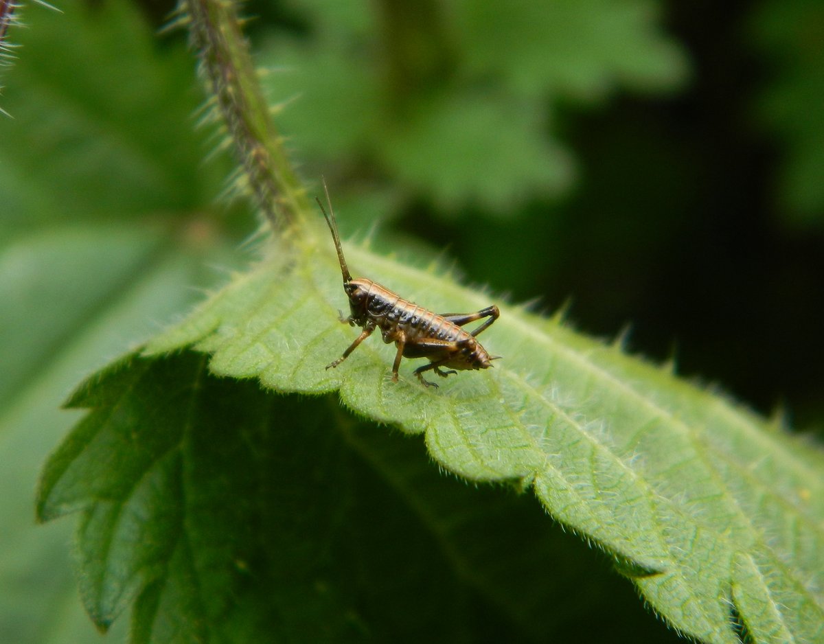 Travelled down to see Mum &amp; Dad last week &amp; enjoyed lots of country walks around Devon 🙌 Always amazed at different sp. compared to our northerly location in Sunderland. Dark Bush Cricket nymphs (Pholidoptera griseoaptera) abundant along hedgerows Colebrook Lane, Cullompton 🔍💚