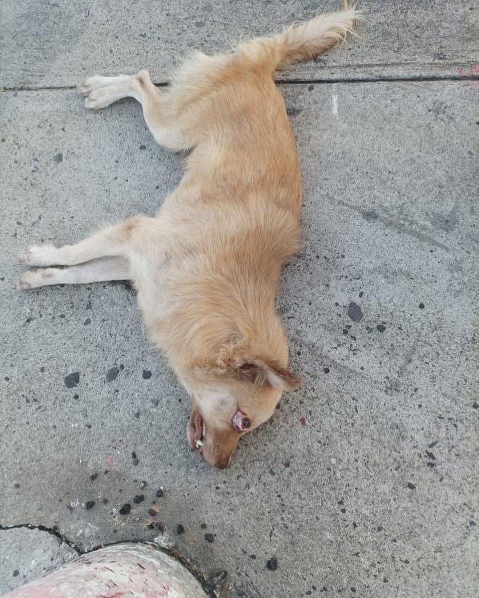 Un llamado a la <a href="/UBAsv/">Valerie Ubas</a>
<a href="/IBAElSalvador/">Instituto de Bienestar Animal</a> ALGUIEN!!!

TESTIGOS PRESENCIARON COMO UN BUSERO ATROPELLO SIN NINGÚN REMORDIMIENTO A ESTE CAN, CAUSÁNDOLE LA MUERTE INSTANTÁNEAMENTE ~ HAY TESTIGOS. Un busero de la ruta 205 directa a sonsonate mato esta tarde a un perrito