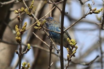 hola_maude's tweet photo. @SeanMilnes Juvenile indigo bunting. First time I have seen one. https://t.co/2ofOUK41LW