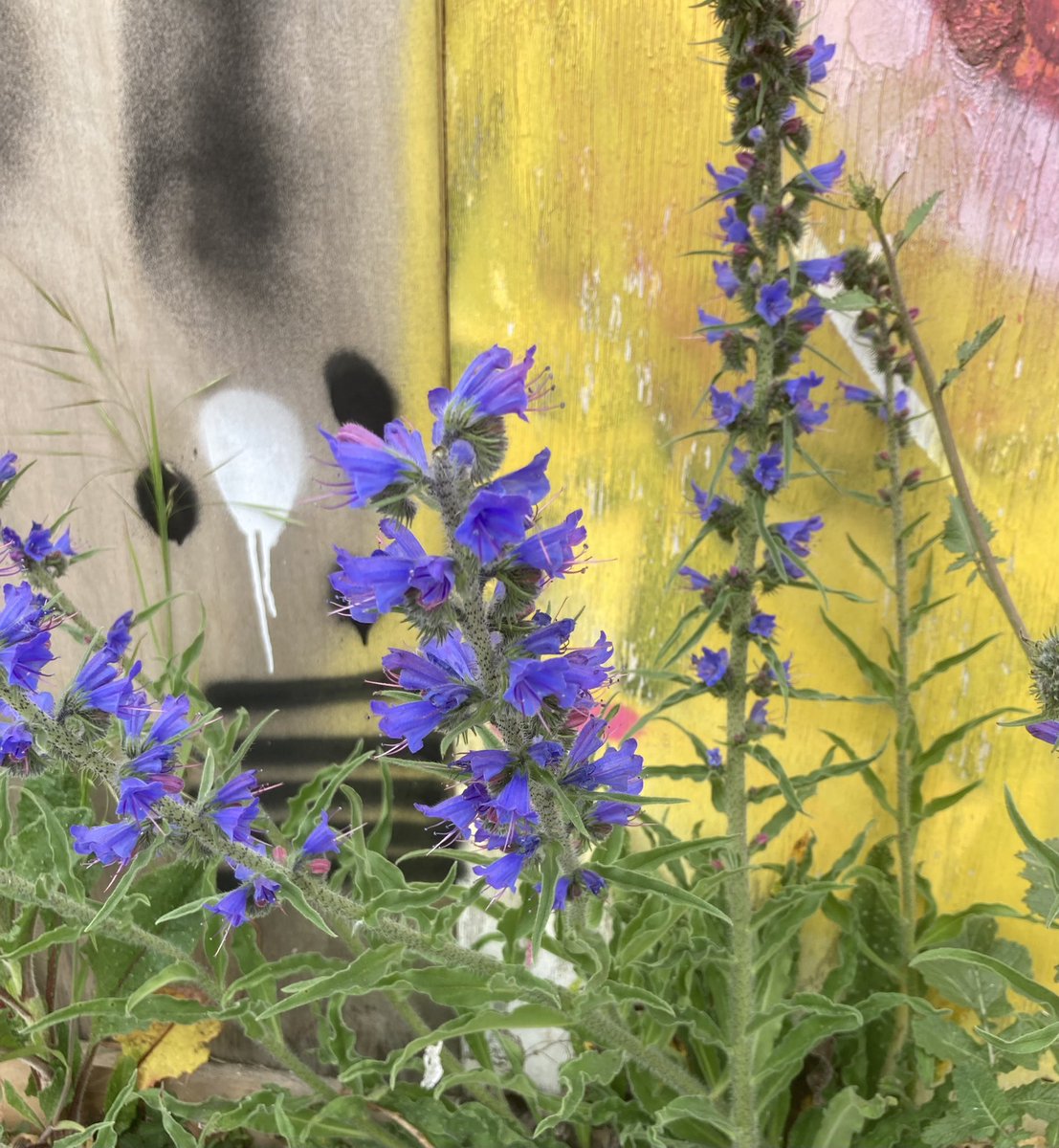 john_edale's tweet photo. Viper's bugloss on a pavement near Temple Meads station, Bristol #wildflowerhour https://t.co/f0xiPC21Kz