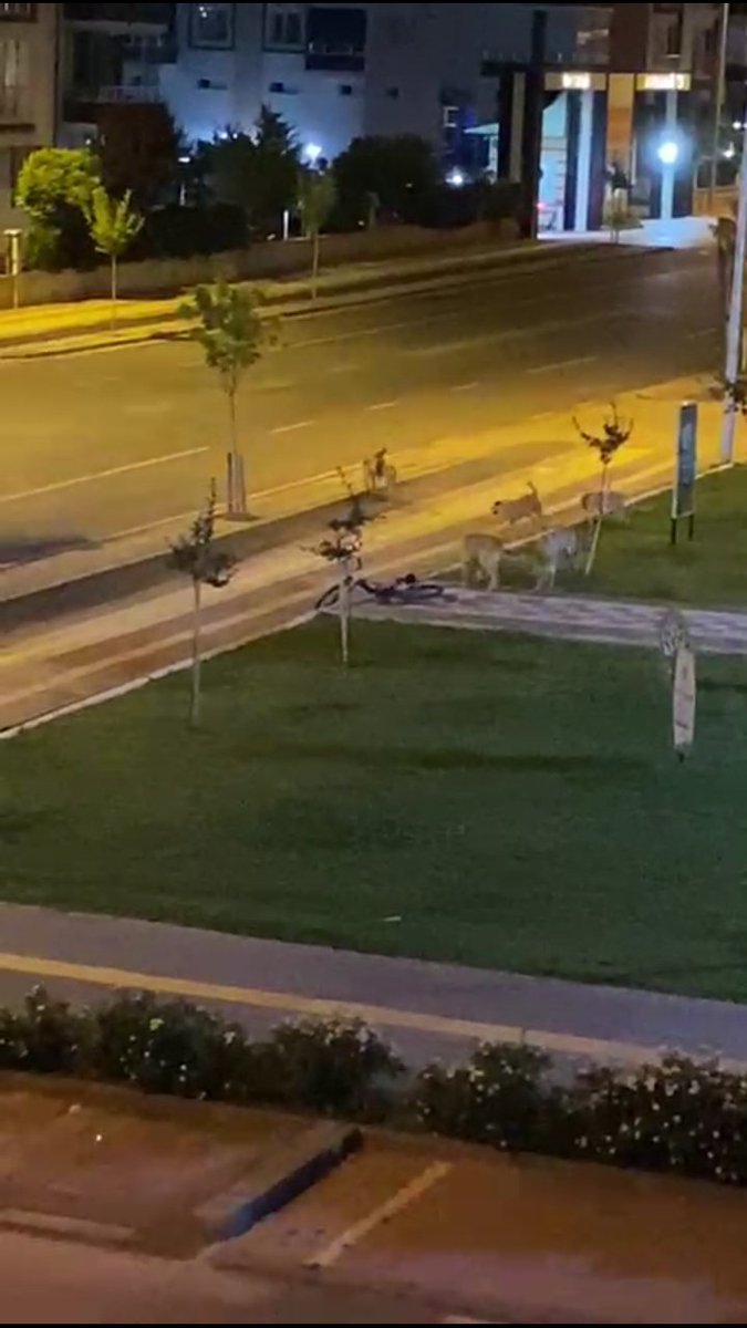 Ahmet 16 yaşında camimizin yeni cemaati.Sabah namaza tam başlanacak dışarıda bir inilti hemen avluya çıktık Ahmet eli ve dizi kan içinde nefes nefese titriyordu.Titremekten konuşamıyordu.10 köpek saldırısına uğramış canını zor kurtarmış.
#5199yasadeğişmedikçeyaslardevamedecek