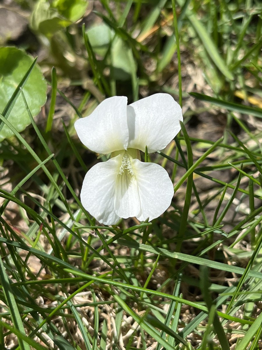 mimulusly's tweet photo. Does anyone know what’s going on genetically with violet flower color? I’ve always been curious about the “white”morphs of (what I think is) Viola sororia (pics from my backyard!) https://t.co/mS3rPokf09