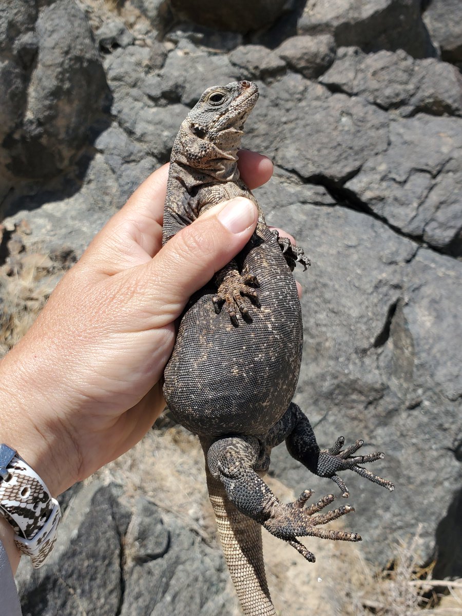 snakeymama's tweet photo. Also, can we admire this lady chuckwalla's belly? https://t.co/KEFi3Gzb6O
