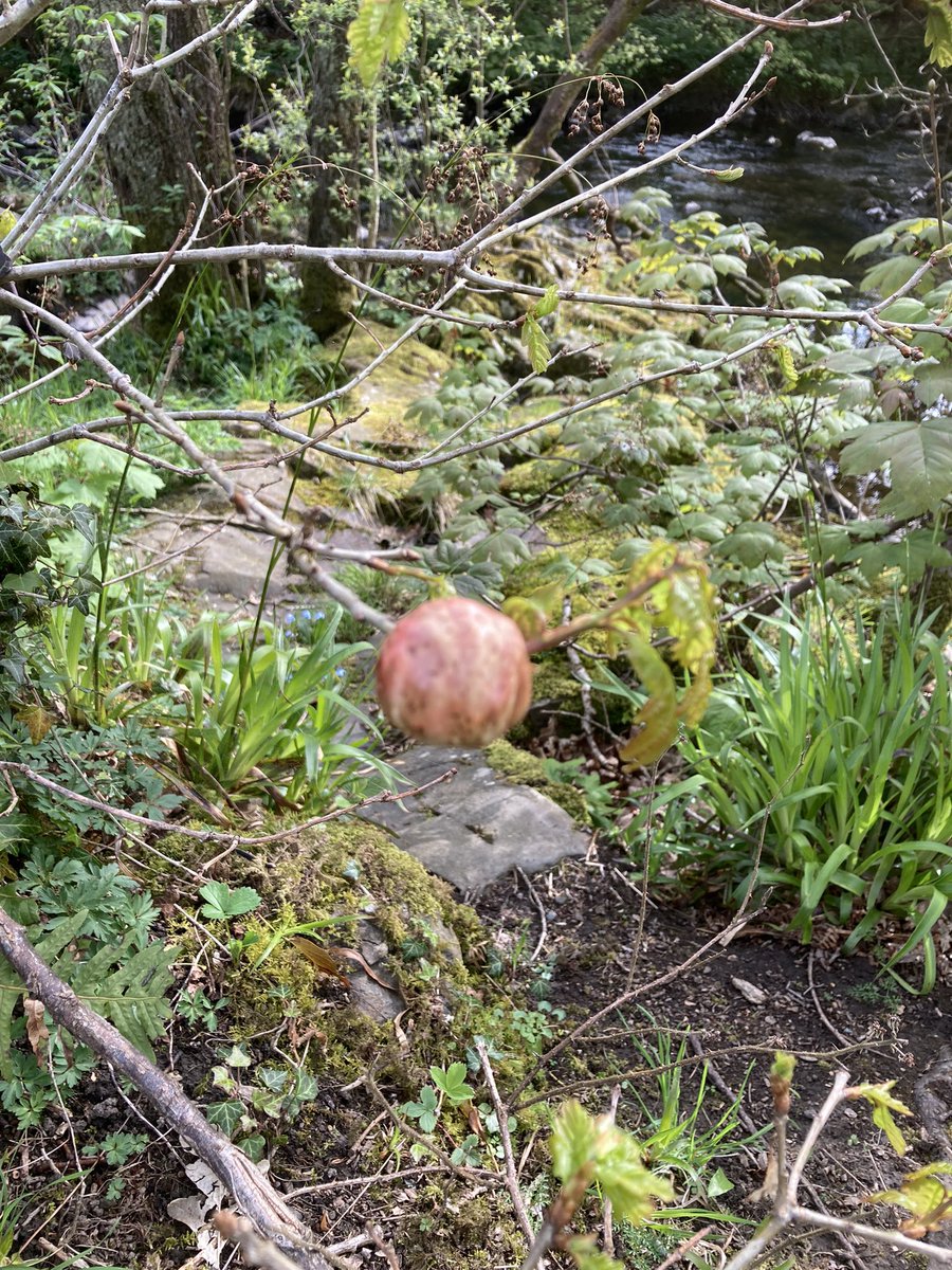 SusanClough9's tweet photo. Emerging oak falls - beautiful scarlet turning to oaken brown, home of the gall wasp #wildflowerhour #wildplantdisease https://t.co/yFw6yoLWkK