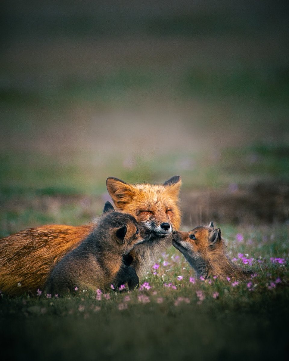 ppodski_'s tweet photo. Happy Mother’s Day to all the mamma’s out there. 
Love this time of year when all the different babies come out of their dens/nests. Such beautiful moments to observe out here. 
#MothersDay2022 https://t.co/wKw1LLU1QO