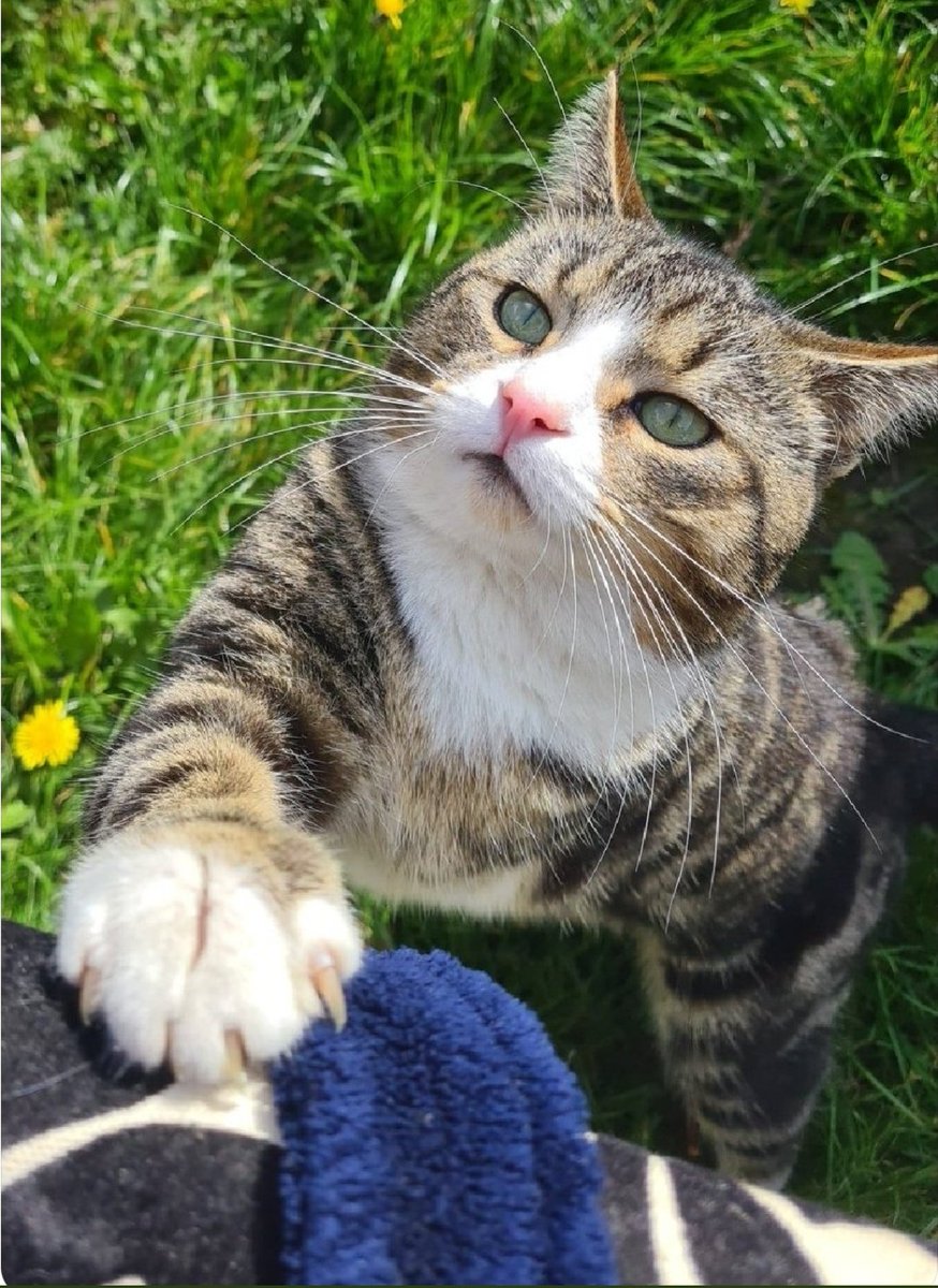 thekittenwinksy's tweet photo. Are you a cat person? 🐱 https://t.co/lFI1XH6zav