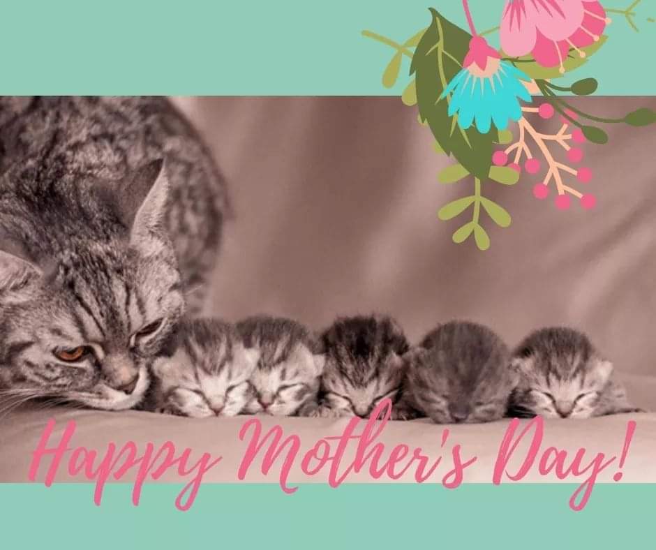 humane_solution's tweet image. Happy Mother's Day to every type of mom! We hope you have exactly the day you wish.