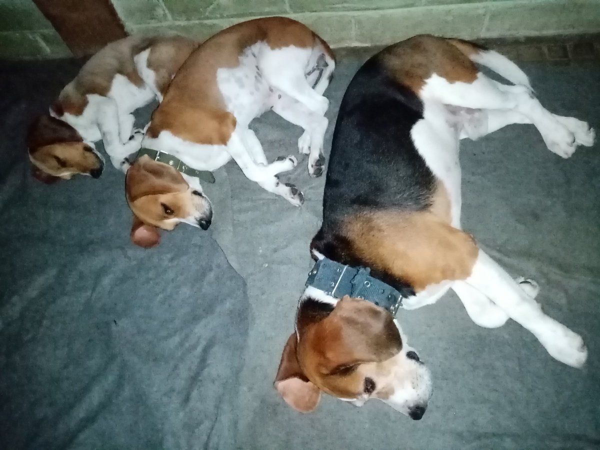 jonixyto's tweet photo. Triple #beagledogs https://t.co/RY14zvauPS