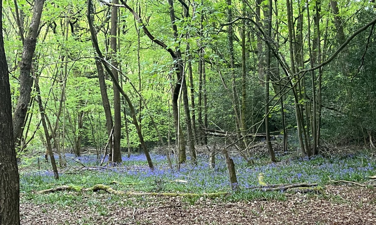 And bluebells