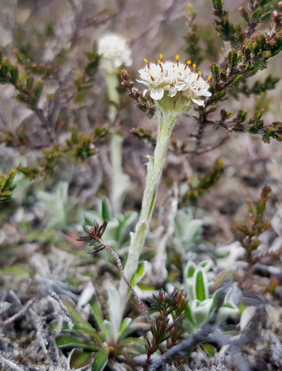 GlengarriffWood's tweet photo. Mountain Everlasting (Antennaria dioica) is mainly found in the northern half of Ireland, so it's always nice to find it here in the far SW of the country. As suggested by the 'dioica' bit of its name, the male &amp; female flowers occur on separate plants #maleflower #wildflowerhour https://t.co/gAwBpMrEZx