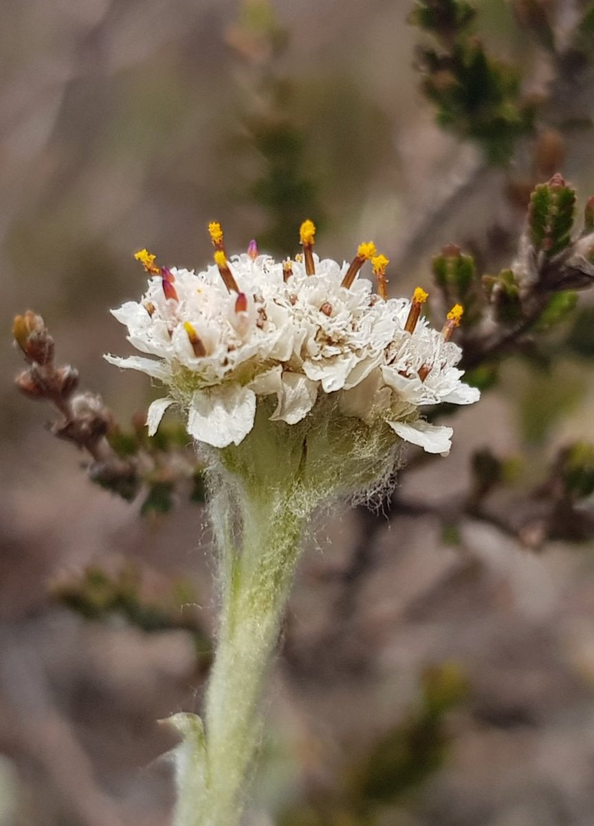 GlengarriffWood's tweet photo. Mountain Everlasting (Antennaria dioica) is mainly found in the northern half of Ireland, so it's always nice to find it here in the far SW of the country. As suggested by the 'dioica' bit of its name, the male &amp; female flowers occur on separate plants #maleflower #wildflowerhour https://t.co/gAwBpMrEZx