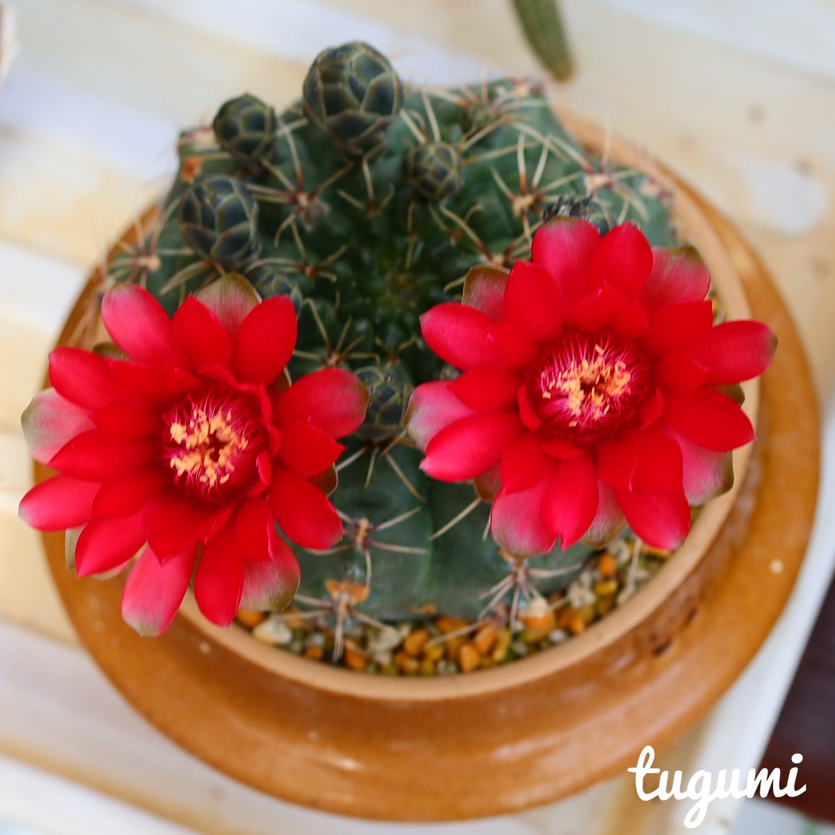 みんなの サボテン 釜めし 口コミ 評判 食べたいランチ 夜ごはんがきっと見つかる ナウティスイーツ みんなの サボテン 釜めし 口コミ 評判 食べたいランチ 夜ごはんがきっと見つかる ナウティスイーツ