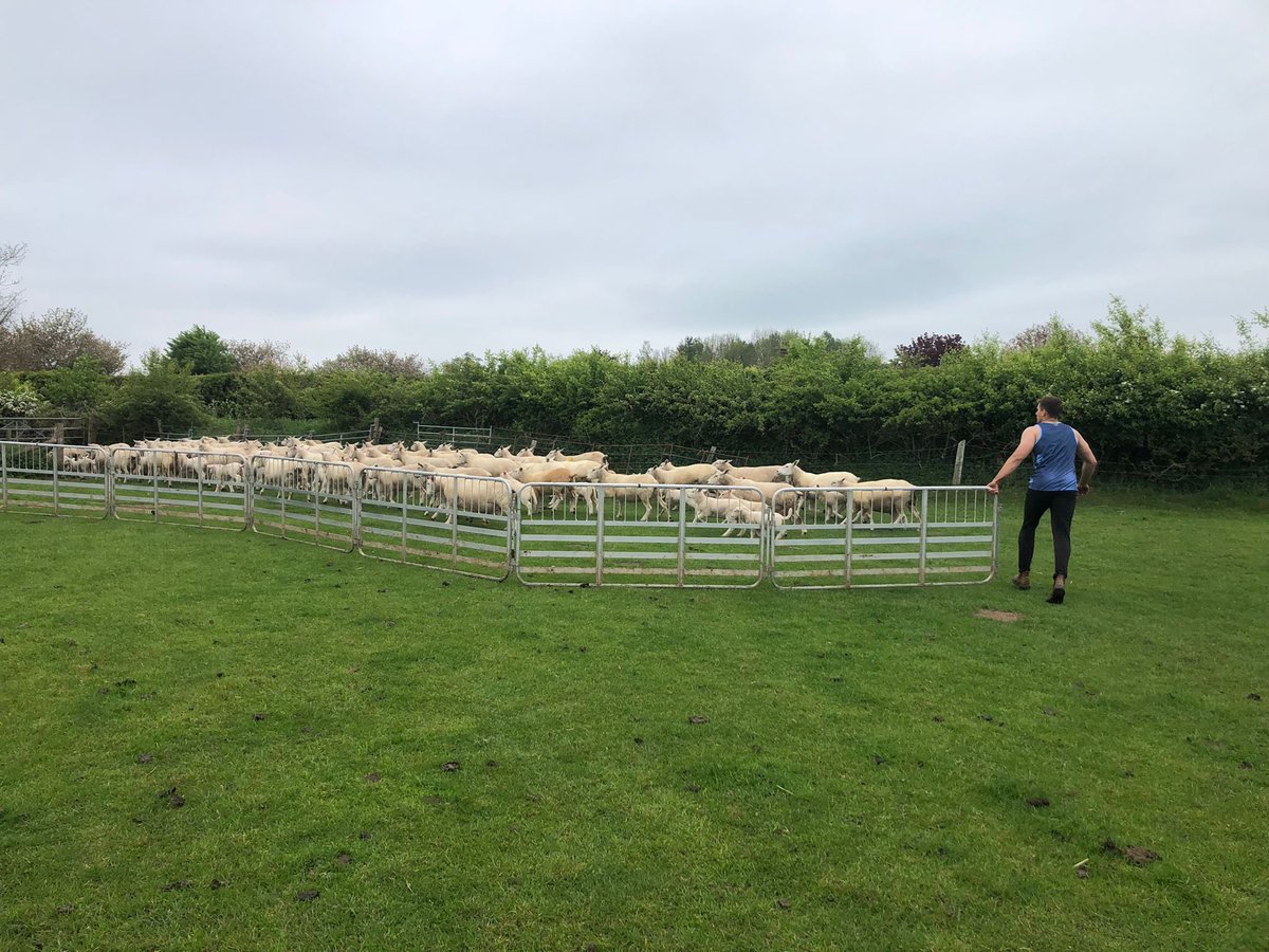 Tailing day at home, plenty of family members making light work of 1,231 lambs. Eric in charge of lamb pen. 1.55% lambs/ewes put to the ram. Pretty happy with that. Outdoor lambing NZ texels.