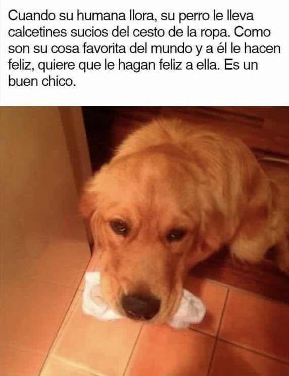 iRazasdePerros's tweet photo. No los merecemos.🥺 https://t.co/kzABaIYOqC
