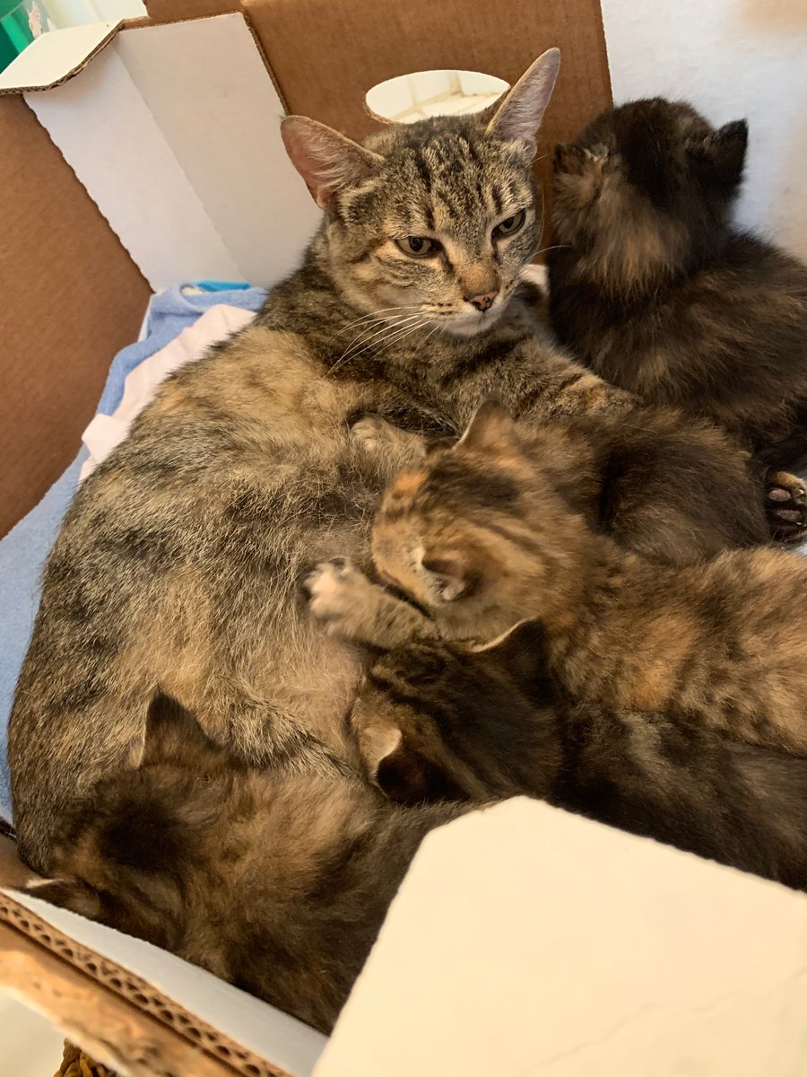 PeakOtp's tweet photo. @ellle_em Nursed all her babies all day so I wouldn’t freak out when I weighed them. https://t.co/jixTJh8AVR