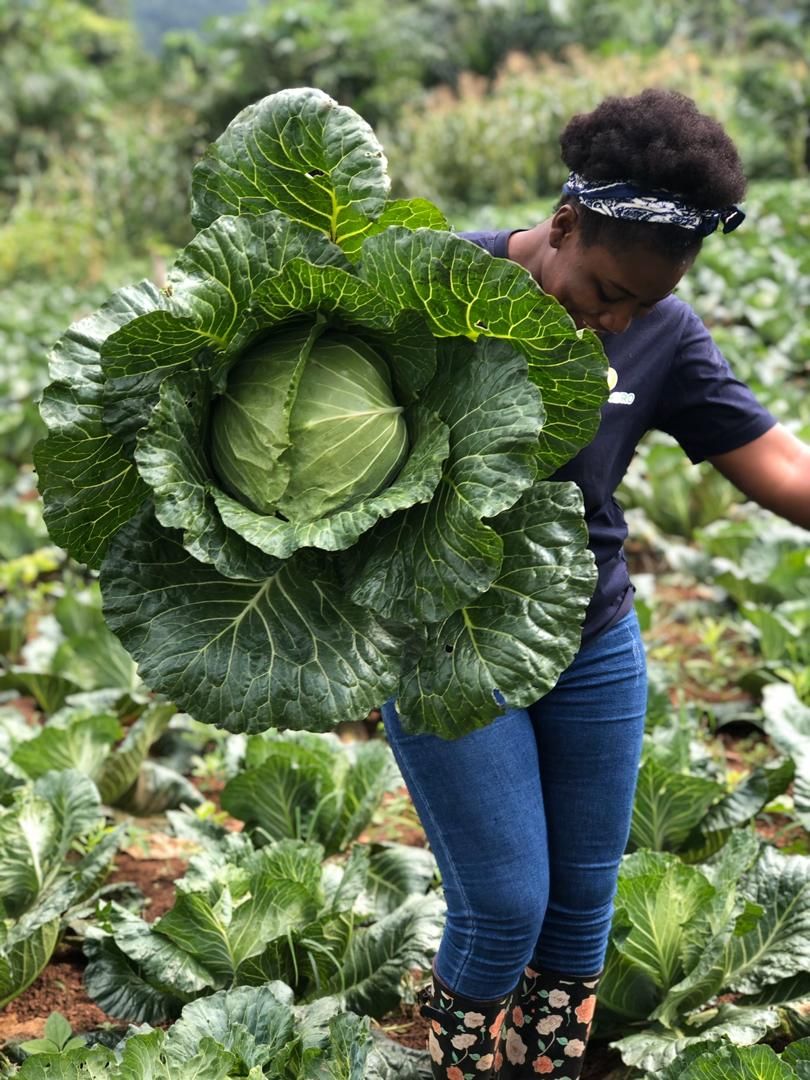Pacifique DUSABIMANA👨🌾 (@p_dusabimana) on Twitter photo #Farming can be fun but for only open minded youths, who face challenges for good.
#FarmingForLife #Farming can be fun but for only open minded youths, who face challenges for good.
#FarmingForLife