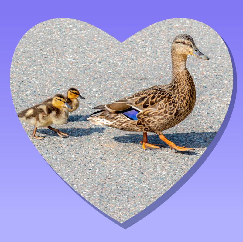 BrileyDesign's tweet photo. To all the moms out there, thank you for all you do. Happy Mother's Day! https://t.co/1rMcMWKwXr