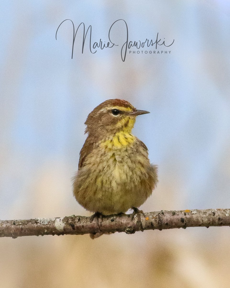 #palmwarbler #manitobabirds #birdphotography #birds #TwitterNatureCommunity