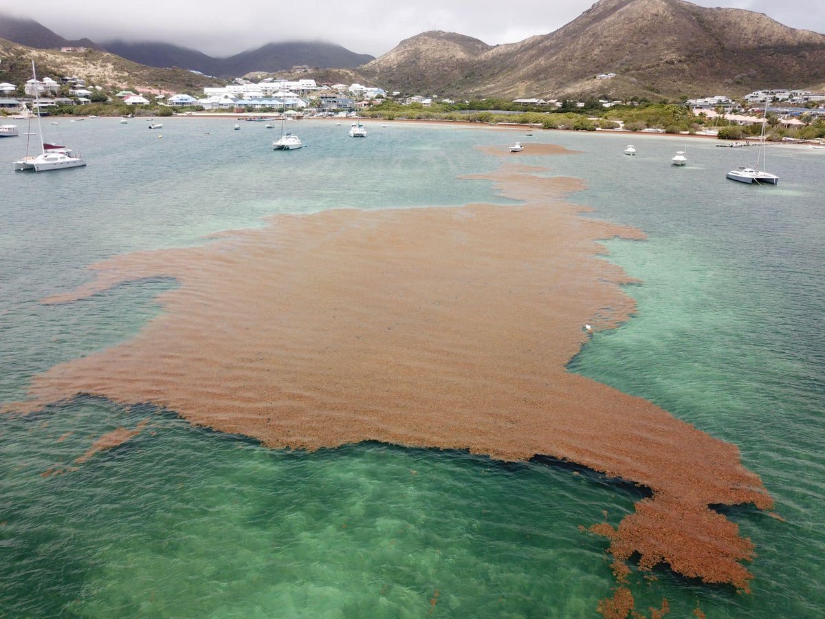 SargaMonitoring's tweet photo. 08/05/2022 Saint Martin - Antilles 
#sargazo #sargassum #sargasses #saintmartin #antilles
More pictures and exact location on the official 2022 map Here ---> https://t.co/c7aot8QaA5 https://t.co/Jjg1uwQKkT