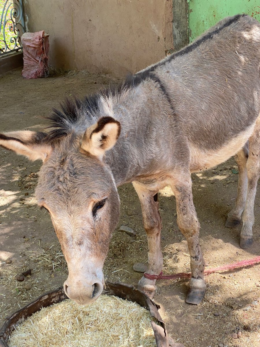 Afhverju hafa asnar fengið svona bad rep? 

Þeir eru harðduglegir, rólegir, vinalegir og með geggjað hnegg! Kannski ættum við öll að vera meiri asnar.