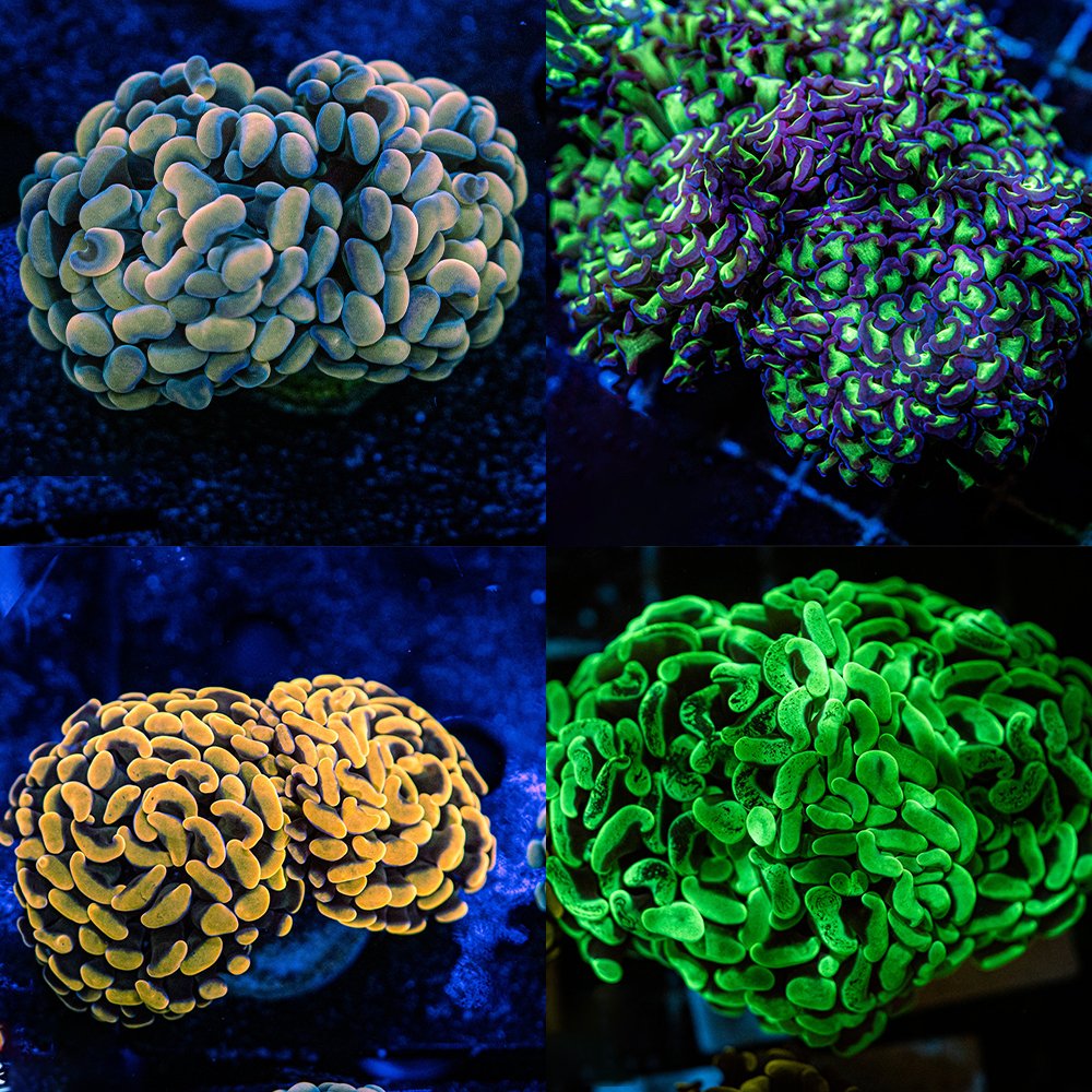 ReefChasers's tweet photo. π Great selection of Hammer corals available! π¨
https://t.co/LuOQNFy9d1π¦
#reefchasers #hammer #ancora #gold #orangehammer #reef #reefjunkie #reefaddict #allmymoneygoestocoral #reeftank #saltwatertank #coral #coralreef #reefporn https://t.co/mroI12gyEk